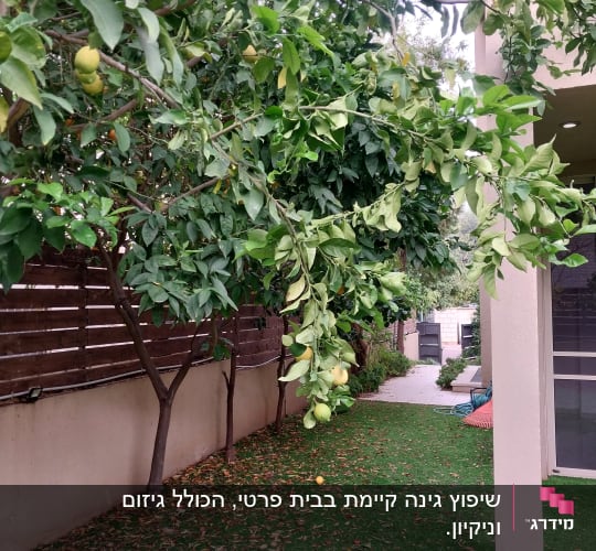 עץ לימון עם פירות בגינה